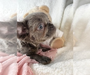 French Bulldog Puppy for sale in WINTER PARK, FL, USA