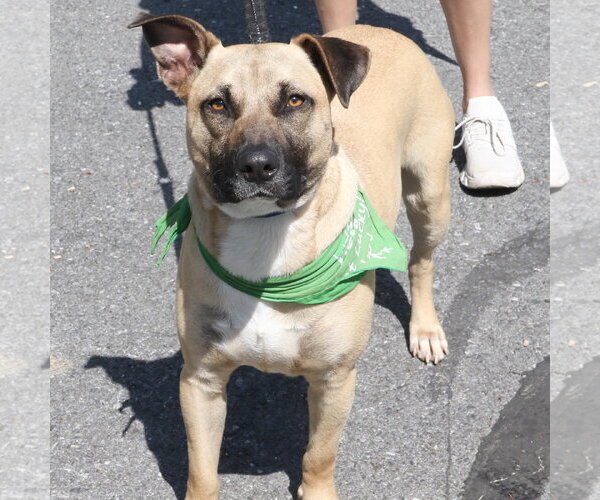 Medium Photo #6 Mutt Puppy For Sale in Washington, DC, USA