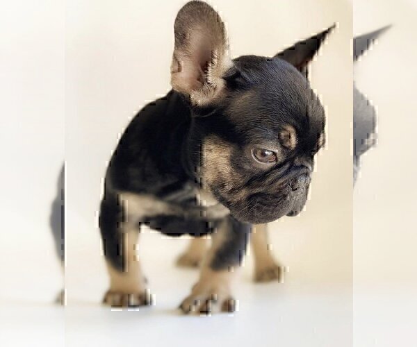 Medium Photo #2 French Bulldog Puppy For Sale in NAPLES, FL, USA