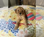 Puppy Red Goldendoodle (Miniature)