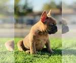 Small #1 French Bulldog