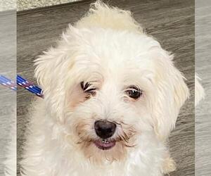 Rocky - Male Maltese Dog for Adoption - Photo #3
