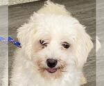 Small Photo #3 Maltese Puppy For Sale in Westminster, MD, USA