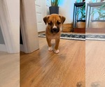 Small #4 American Staffordshire Terrier Mix