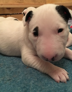 Medium Photo #5 Bull Terrier Puppy For Sale in FLORENCE, KY, USA