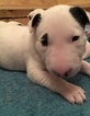 Small Photo #5 Bull Terrier Puppy For Sale in FLORENCE, KY, USA
