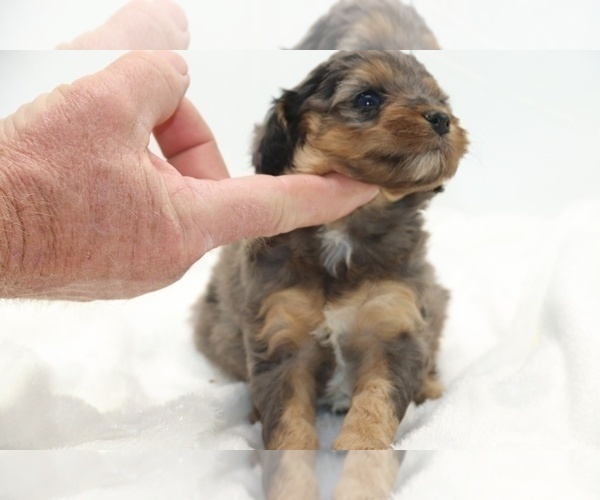 Medium Photo #17 Cockapoo Puppy For Sale in RIPLEY, TN, USA