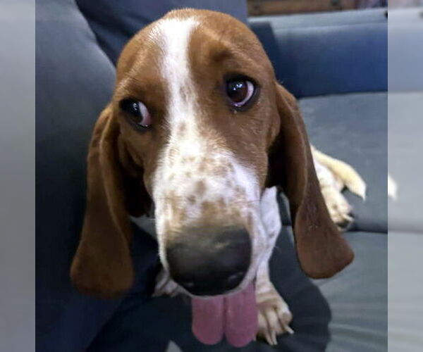 Medium Photo #3 Basset Hound Puppy For Sale in Deepwater, NJ, USA