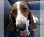 Small #2 Basset Hound