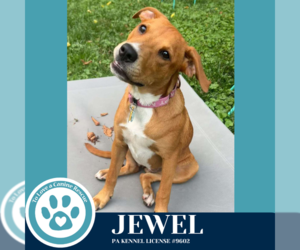 American Pit Bull Terrier-Labrador Retriever Mix Dogs for adoption in Kimberton, PA, USA