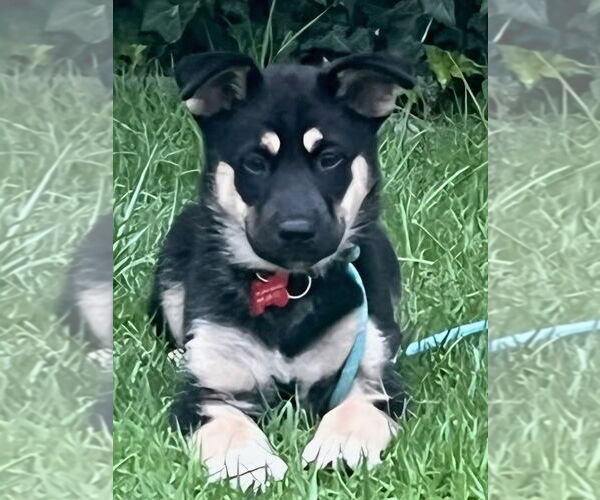 Medium Photo #11 Huskies -Unknown Mix Puppy For Sale in Lake Forest, CA, USA