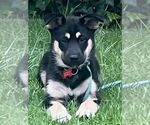 Small #10 Huskies  Mix