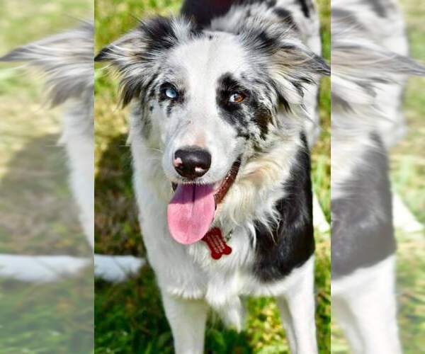 Medium Photo #1 Border Collie Puppy For Sale in KNOXVILLE, TN, USA