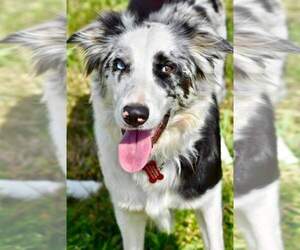 Mother of the Border Collie puppies born on 06/11/2025