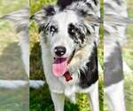 Small Photo #1 Border Collie Puppy For Sale in KNOXVILLE, TN, USA