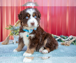 Small #2 Miniature Australian Shepherd