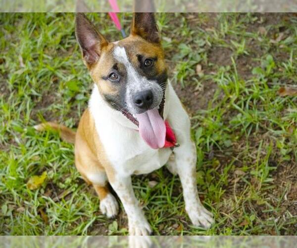 Medium Photo #2 Mutt Puppy For Sale in Tallahassee, FL, USA