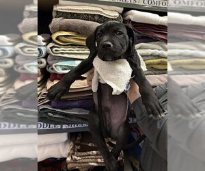 Mutt Dogs for adoption in Upland, CA, USA