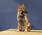 Small #1 German Shepherd Dog