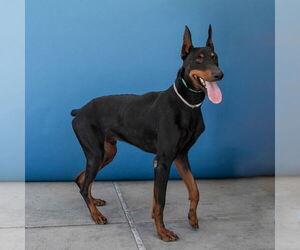 Doberman Pinscher Dogs for adoption in Pasadena, CA, USA
