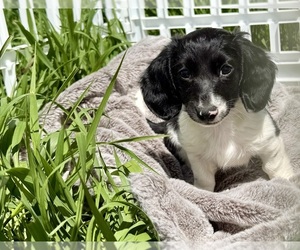 Dachshund Puppy for Sale in ELK POINT, South Dakota USA