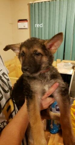 Medium Photo #1 German Shepherd Dog Puppy For Sale in FRANKFORT, IN, USA