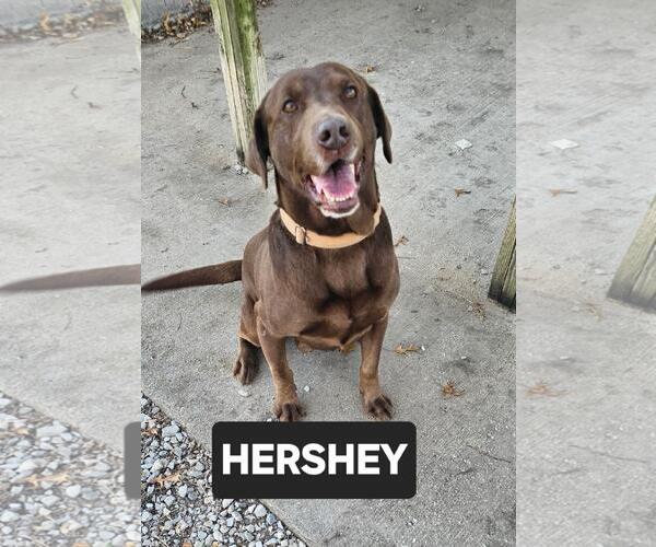 Medium Photo #2 Chocolate Labrador retriever-Unknown Mix Puppy For Sale in DuQuoin, IL, USA