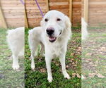 Small #5 Great Pyrenees