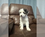 Puppy Johnny Australian Shepherd