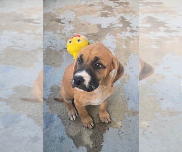 Medium Photo #1 Boxer-Bullmastiff Mix Puppy For Sale in MARYSVILLE, OH, USA