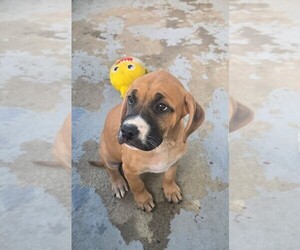 Boxer-Bullmastiff Mix Puppy for sale in MARYSVILLE, OH, USA