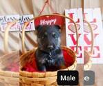 Small Photo #9 German Shepherd Dog Puppy For Sale in COWGILL, MO, USA
