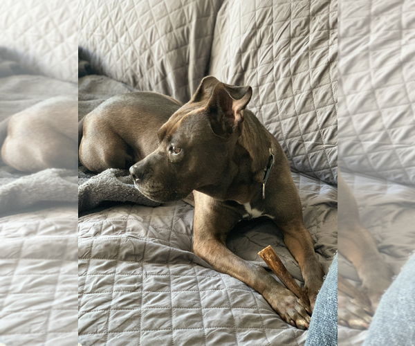 Medium Photo #5 Mutt Puppy For Sale in Rockville, MD, USA