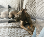 Small #4 Mutt