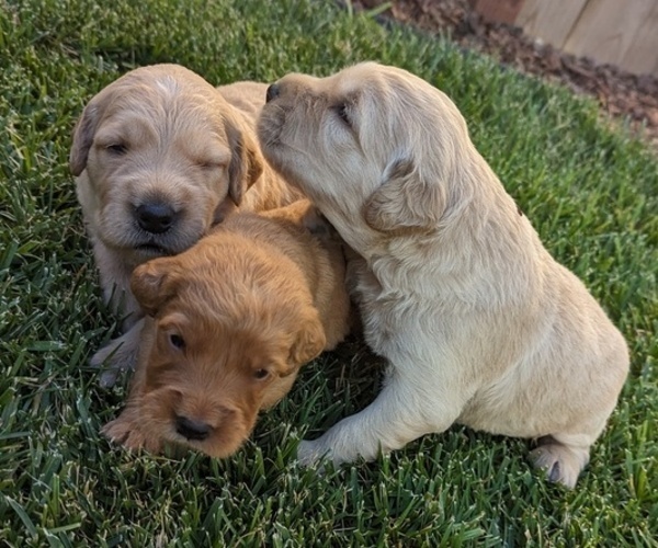 Medium Photo #2 English Cream Golden Retriever Puppy For Sale in SACRAMENTO, CA, USA