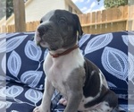 Puppy Pistol Great Dane