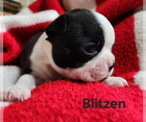 Boston Terrier Puppy for sale in AFTON, WY, USA