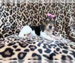 Small #4 Beagle