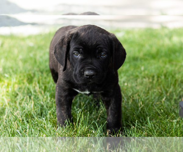 Medium Photo #52 Cane Corso Puppy For Sale in WAKARUSA, IN, USA