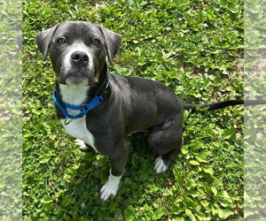 Mutt Dogs for adoption in Warrenton, VA, USA