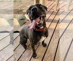 Small #19 American Pit Bull Terrier-Labrador Retriever Mix