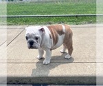 Small #1 Bulldog