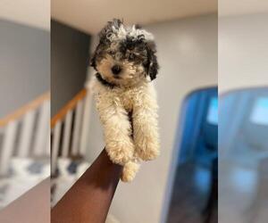 Poodle (Miniature) Puppy for sale in WASHINGTON, DC, USA