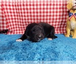 Small #6 Golden Mountain Dog