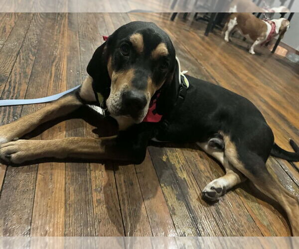 Medium Photo #6 Mutt Puppy For Sale in Springdale, PA, USA