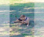 Small #1 Labrador Retriever Mix