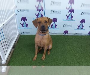 Medium American Staffordshire Terrier-Bluetick Coonhound Mix
