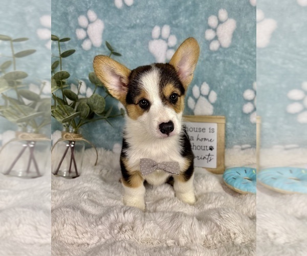 Medium Photo #9 Pembroke Welsh Corgi Puppy For Sale in NOBLESVILLE, IN, USA