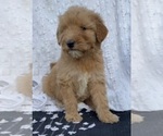 Puppy LUCY Goldendoodle