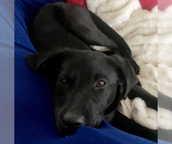 Medium Photo #5 Labrador Retriever-Unknown Mix Puppy For Sale in Canton, CT, USA
